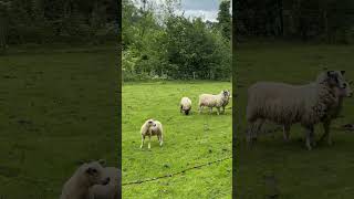 Tissington village in England peakdistrict countryside england shorts fypシ゚viral fyp [upl. by Berky303]