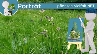 🖼️ Porträt 071  Spitzwegerich Plantago lanceolata  WildpflanzenSteckbrief Essbar [upl. by Atnas4]