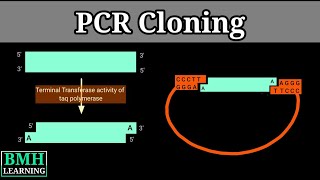 PCR Cloning  PCR In Vitro Cloning  PCR Based Cloning  Gene Cloning Using PCR [upl. by Allan888]