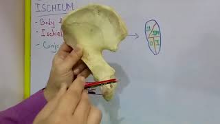 HIP BONE  PART 3 BY DR MITESH DAVE [upl. by Neerbas]