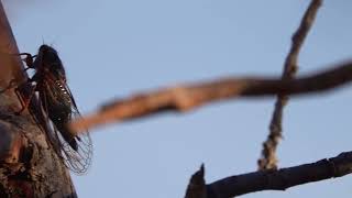 Cicada on a tree [upl. by Armalla]