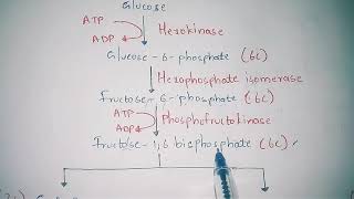 GLYCOLYSIS OR EMP PATHWAY BY PHANINDRA GUPTHA [upl. by Sidhu]