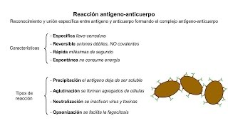 Inmunología 05 Reacción antígenoanticuerpo [upl. by Anuahsal]