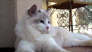 Blue Lynx Point Bicolor Ragdoll [upl. by Painter107]