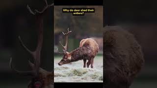 Why do deer shed their antlers  didyouknow facts new trending viralvideo [upl. by Aihcropal]