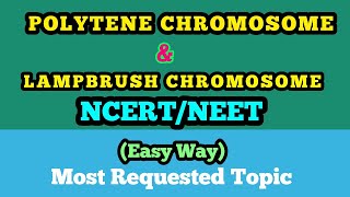 NEETGENETICS Polytene Chromosome and Lampbrush Cromosome Easy Way [upl. by August629]