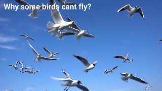 Why Some Birds Cant Fly The Science Behind Flightless Birds [upl. by Suivatnad]