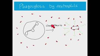 AS Biology  Phagocytosis [upl. by Seagrave]