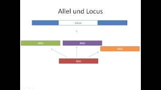 Chrashkurs Genetik  Begriffe  Allel und Locus [upl. by Touber904]