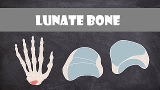 Lunate Bone  Anatomy [upl. by Norm]