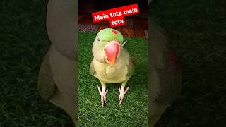 Main tota main tota 🤓cute parrot parrotsinging funny talkingparrot birds shorts [upl. by Desdee]