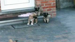 Tibetan Terrier puppies [upl. by Lihcox796]