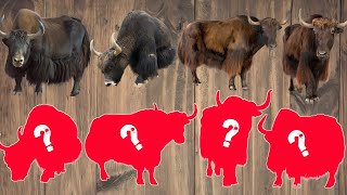 CUTE ANIMALS Musk Ox Puzzle Video Choose The Right Musk Ox Puzzle [upl. by Sualakcin]