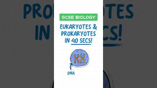 GCSE Biology  Eukaryotes vs Prokaryotes in 40 seconds ⏱️ [upl. by Morten]