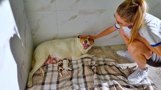 Pregnant Stray Dog Gave Birth to Cutest Puppies the Day After Rescue [upl. by Reivaj644]