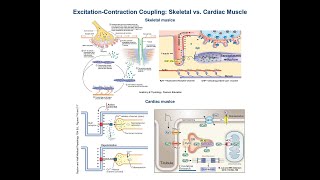 Excitation Contraction Coupling in Cardiac vs Skeletal Muscle [upl. by Chao]