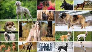 All 288 Dog Breeds  How many do you know [upl. by Aisila801]