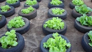 Como fazer uma horta no terraço ou varanda [upl. by Lua]