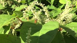 Japanese Knotweed gives us the best tasting honey in Maine [upl. by Aneehsal]