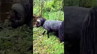 quotViral Moment Quessant Sheep Breaks a Tree in Secondsquot [upl. by Ecire]