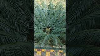 Beauty of Cycas in my garden 🏡flower garden cycas plant shorts [upl. by Chesnut]