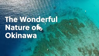 The Wonderful Nature of Okinawa [upl. by Llerrom]