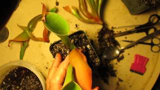 How I Divide Heliamphora [upl. by Frederico]