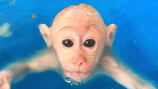 Bibi monkey loves to learn Swimming with Dad Hold breath 50s Session 4 [upl. by Veneaux940]