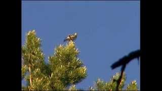 Rödvingetrast  Turdus iliacus  Redwing  ljudsound [upl. by Sergu]