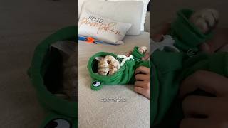 Too cute not my fault cat cats catsofinstagram catsoftiktok funnycats catsofyoutube catlover [upl. by Herzig]