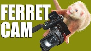 Fieldsports Britain  FerretCam  amazing rabbithunting footage [upl. by Kaya]