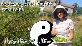 Pickled Capers for Nutrition and Health مخلل القبار غذاء ودواء [upl. by Nilac]