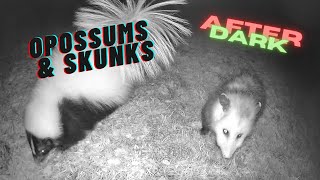 After Dark Mister Skunk and Milo the Opossum Snack Pals [upl. by Dwaine]