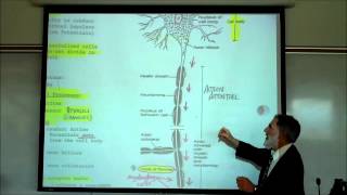 Structure amp Types of Neurons by Professor Fink [upl. by Drof]