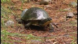 Blandings Turtles [upl. by Lainad]