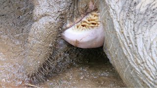 Injured giant battling for life with swollen tongue sympathetically treated by wildlife officers [upl. by Arimak]