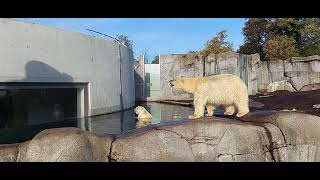 Besuch des Kopenhagener Zoos am 28102022 [upl. by Abisha923]