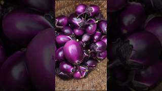 Fresh Brinjal harvesting from farm  Fresh vegetables collection shorts farming [upl. by Anilejna]