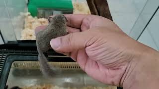 CLEAN MY DORMOUSE TANKCUTE DORMOUSE [upl. by Araccat]