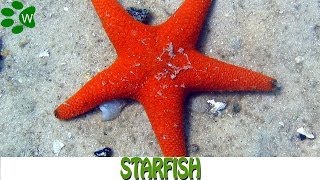 StarfishThe Marine Stars [upl. by Hersch589]