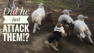 TURNING MY CORGI INTO A SHEEP HERDING FARM DOG [upl. by Anilorak]