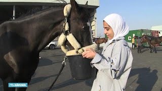 Zo vlieg je met 69 paarden van Limburg naar Koeweit  RTL NIEUWS [upl. by Yendyc527]