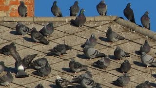 Bird Control Services  How to Get Rid Of Birds [upl. by Botsford]