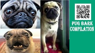 PUG BARK COMPILATION [upl. by Damek]