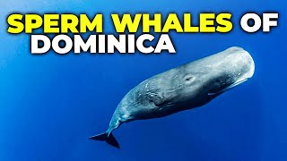 Sperm Whales of Dominica shorts [upl. by Kepner500]