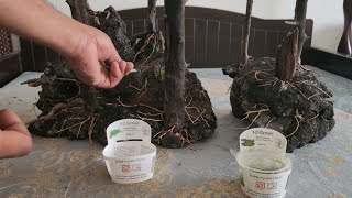 Planting Forest Style Aquascape Part 2 [upl. by Anujra]