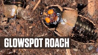 Glowspot Roaches Lucihormetica subcincta [upl. by Nananne]