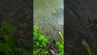 CampR Beautiful weedless frog smasher fishing [upl. by Neelhtac687]