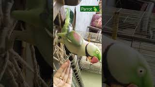 Parrot talkingm toota m toota hindi rhymesparrot voice parrotlover parrotlover parrottalking [upl. by Magocsi354]