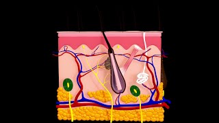 Layers of The Scalp  Barber Lesson 106 [upl. by Weisbart]